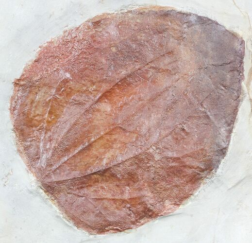 Paleocene Fossil Leaf (Ficus) - Montana #56666